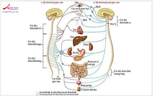 Giới thiệu về đặc điểm giải phẫu, chức năng của hệ thần kinh thực vật